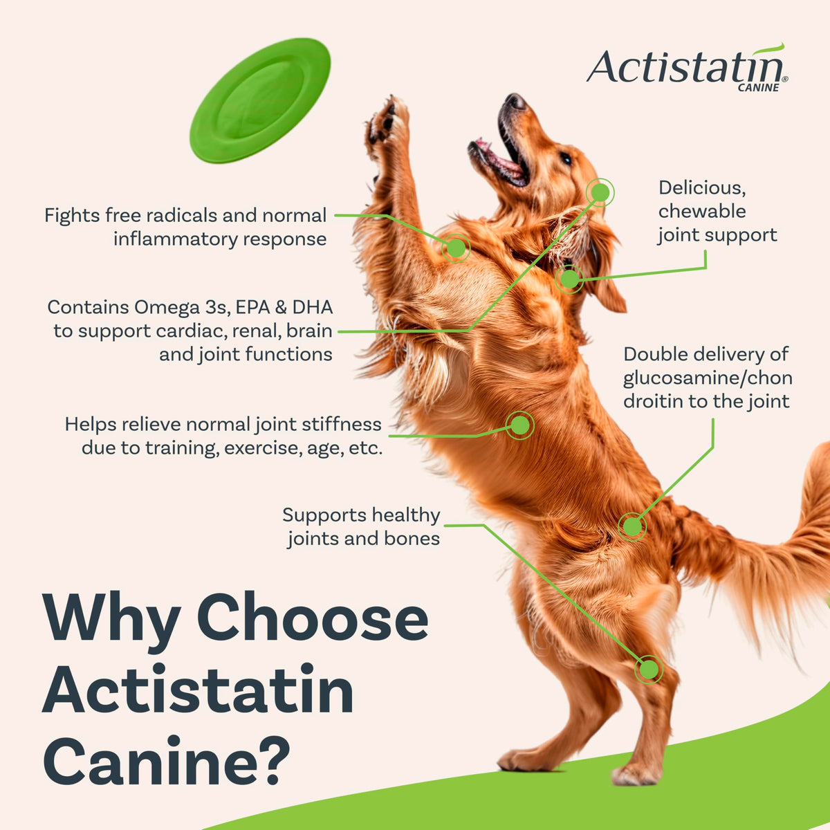 Large Dog Soft Chews, 120ct Joint Supplement W879